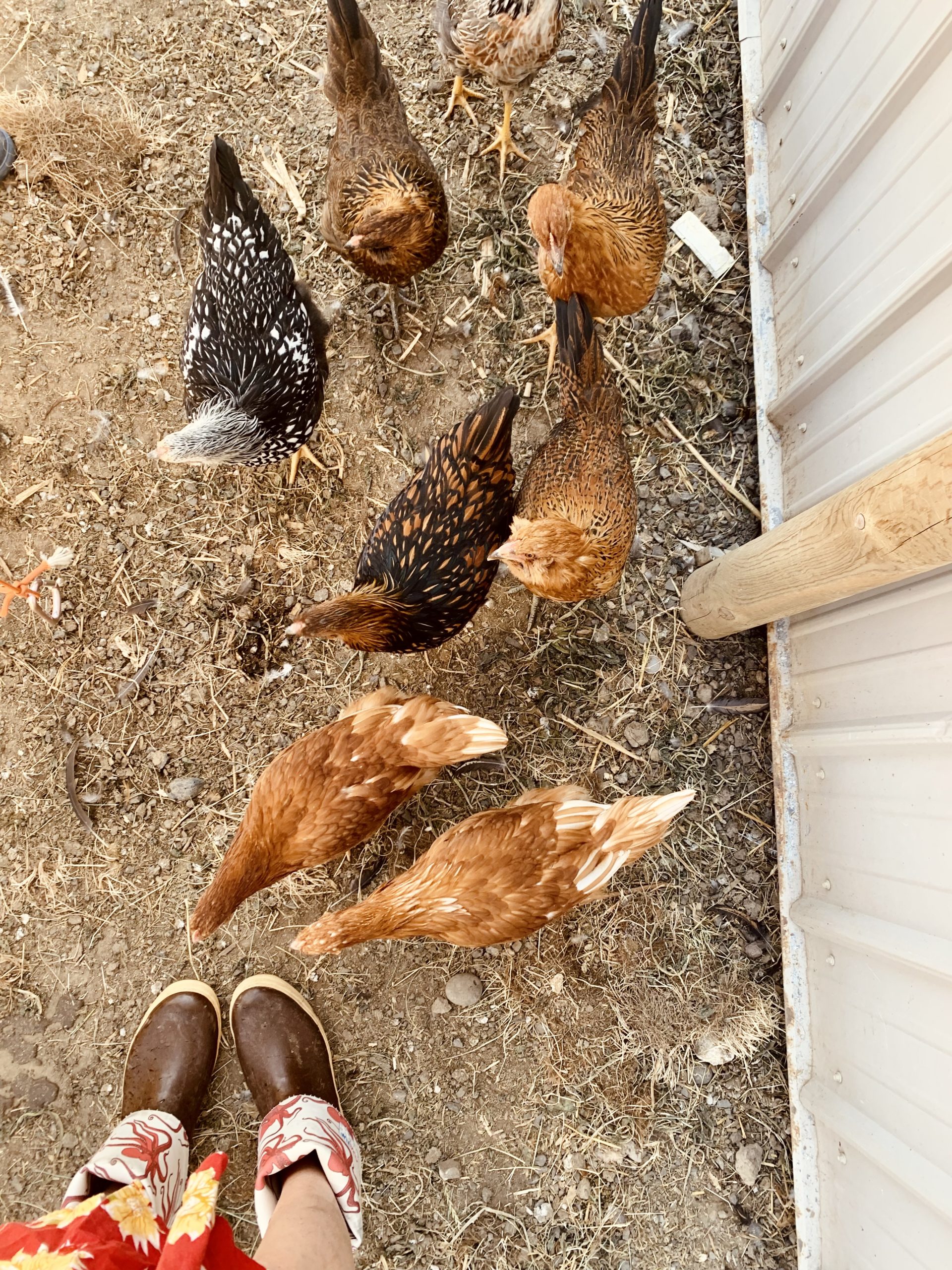 Discovering a Rooster in the Hen House