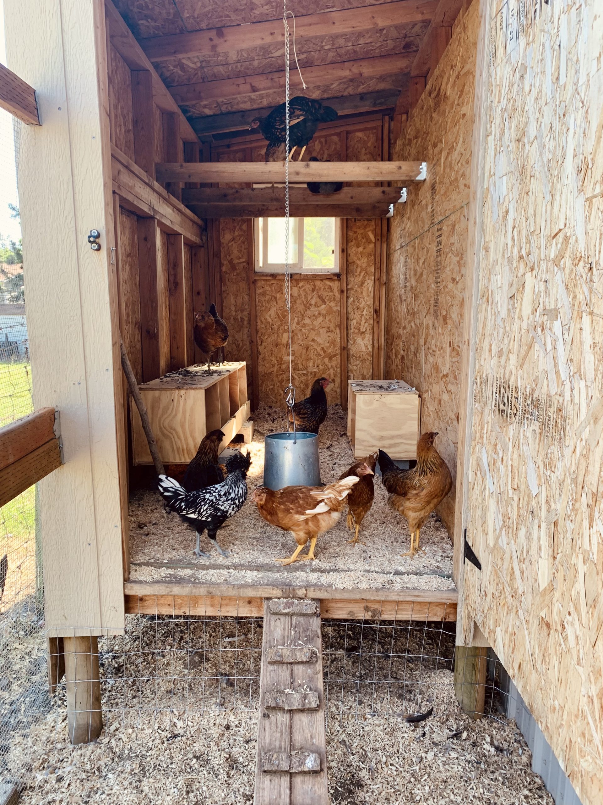 How to Have Backyard Chickens- A Beginner Chicken Keepers Lament